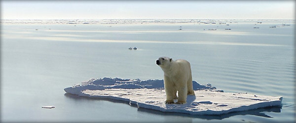Polar bear global warming