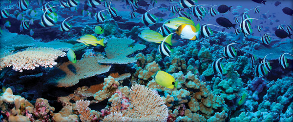 coral reef