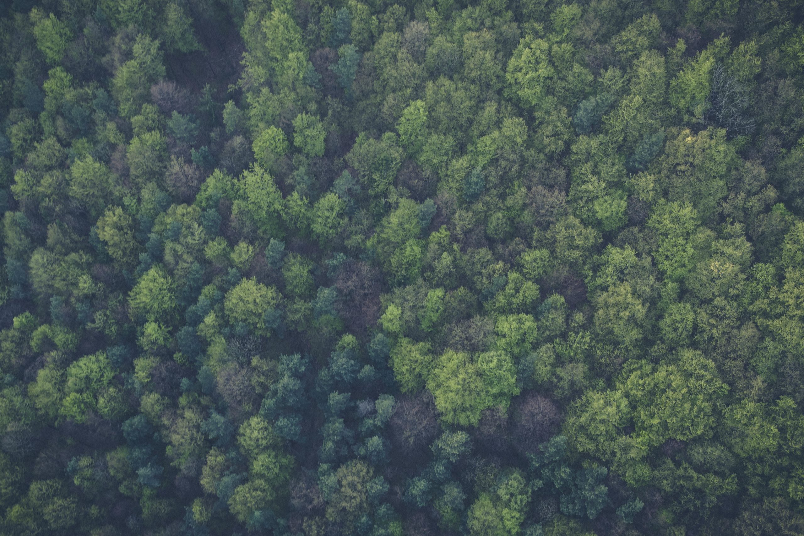 forest of evergreen trees seen from above