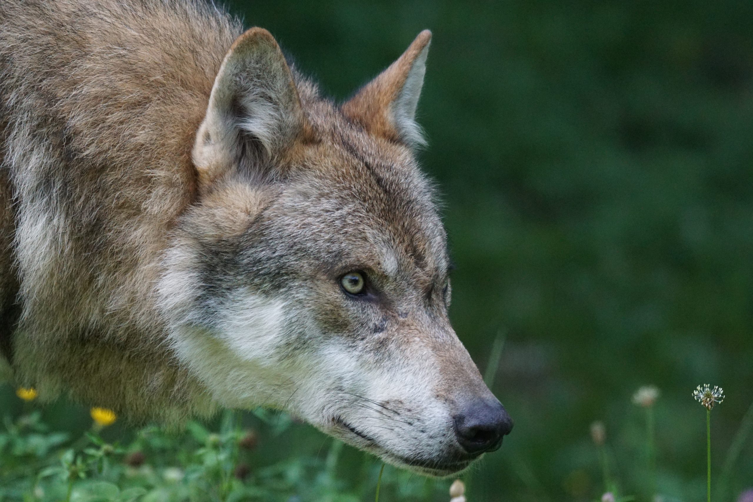 apex predator wolf