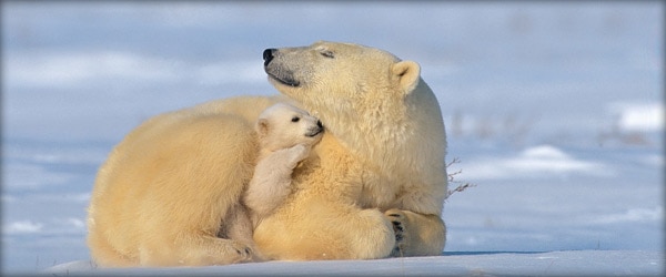 polar bears keeping warm