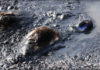 tar sands bird deaths