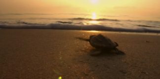 turtle incredible journey