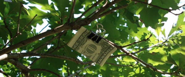 Green Money in Tree