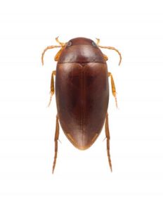 Stephen Colbert diving beetle Stephen Colbert diving beetle