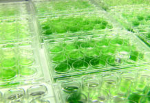 Algae biofuel