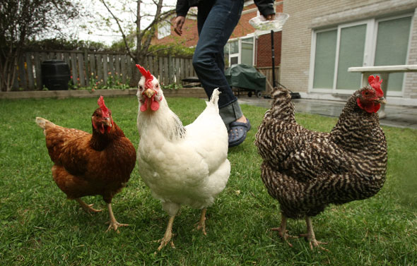 Backyard Chickens