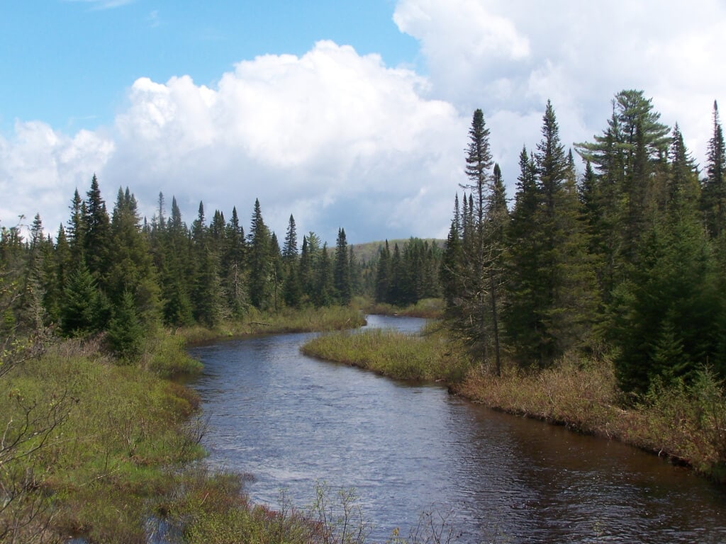 the-other-forest-the-disappearing-boreal-ecosystem-greener-ideal