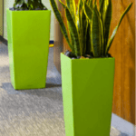 Planta de interior en contenedor de colores