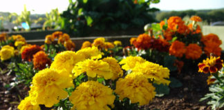 Marigolds and Companion Planting