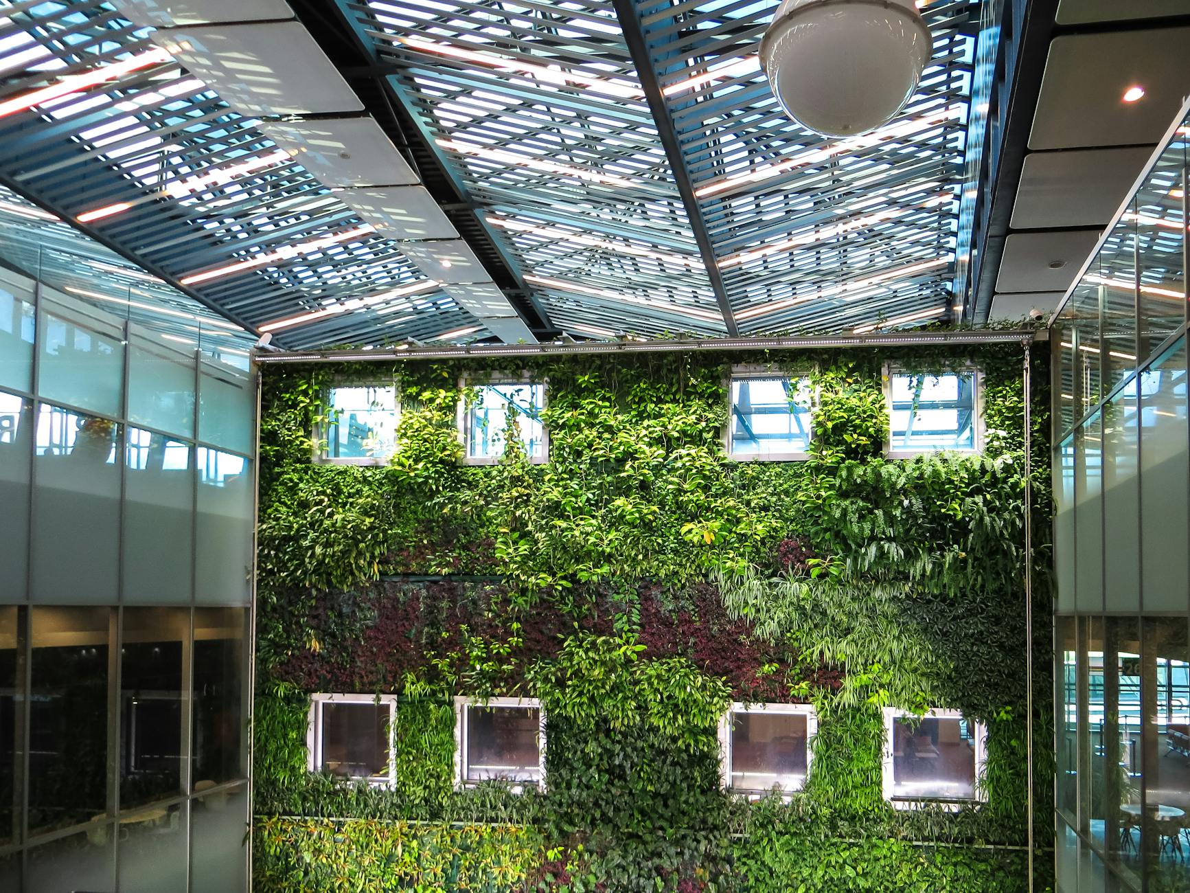 photograph of plants growing on a wall
