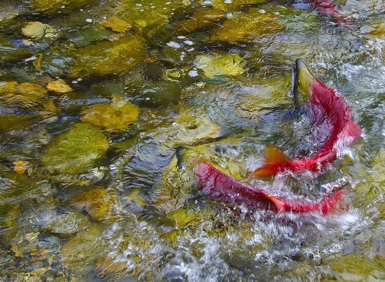 Salmon Spawning