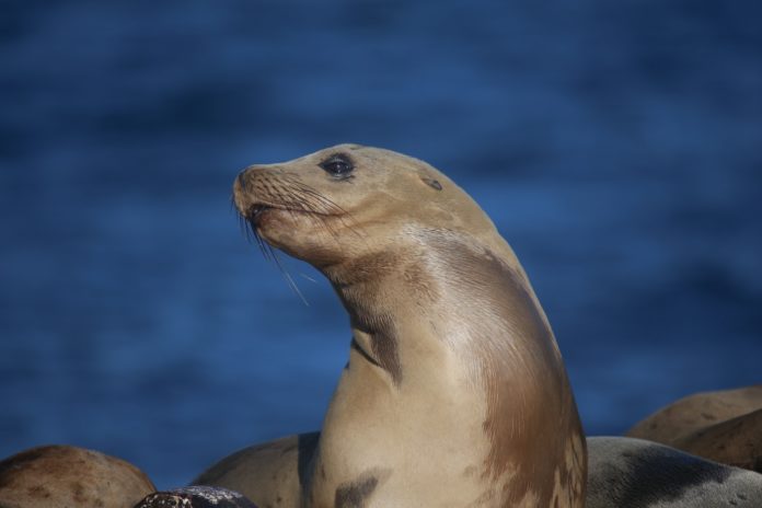 sea lions sea lions