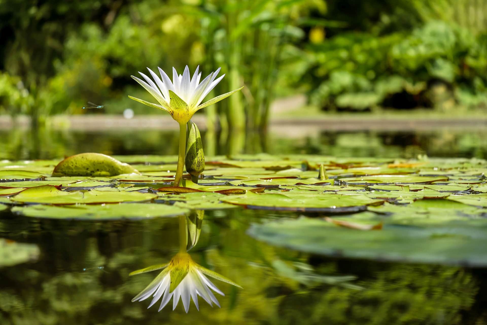 pond water lily