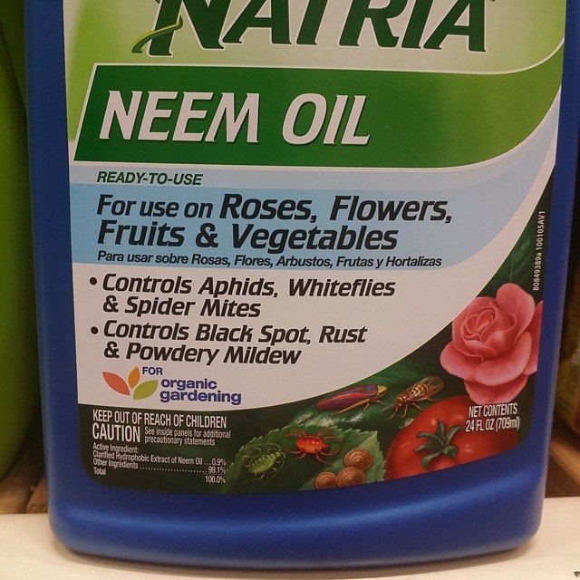 store bought neem oil