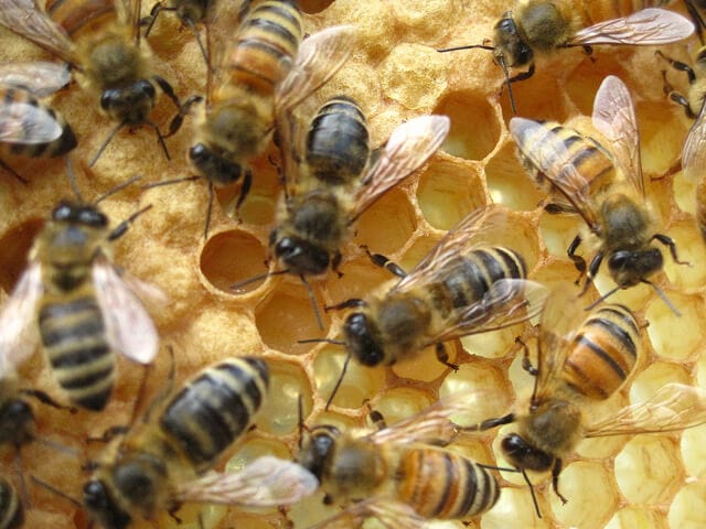 Plan Bee’s interactive map matches bee-keepers with landowners ...