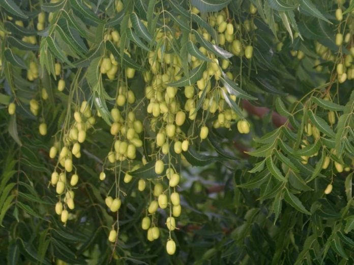 Fruiting neem tree