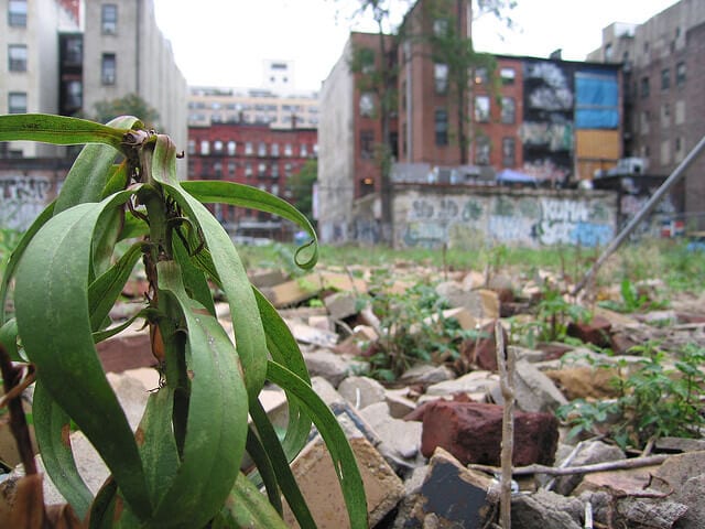 Green Vacant Lot Green Vacant Lot