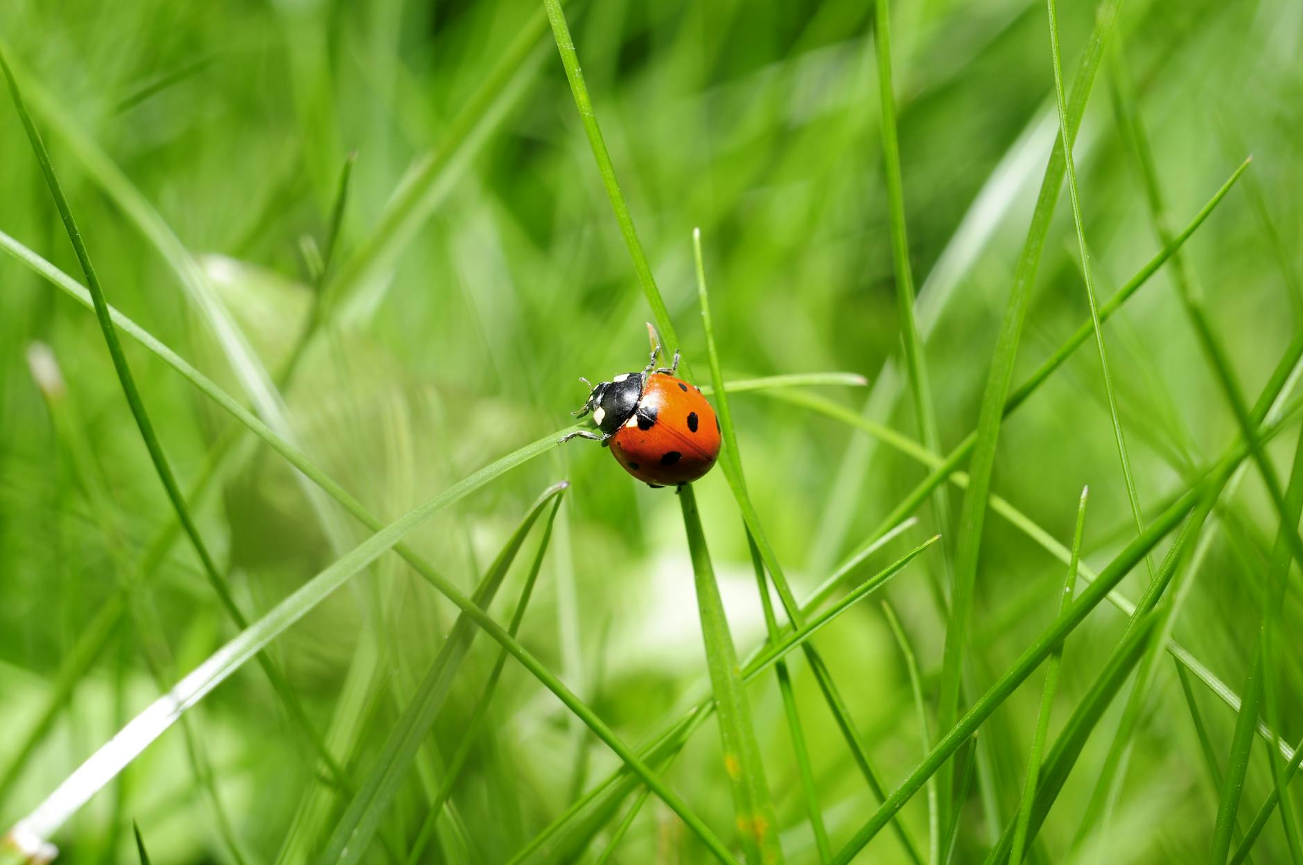 red ladybug on green grass