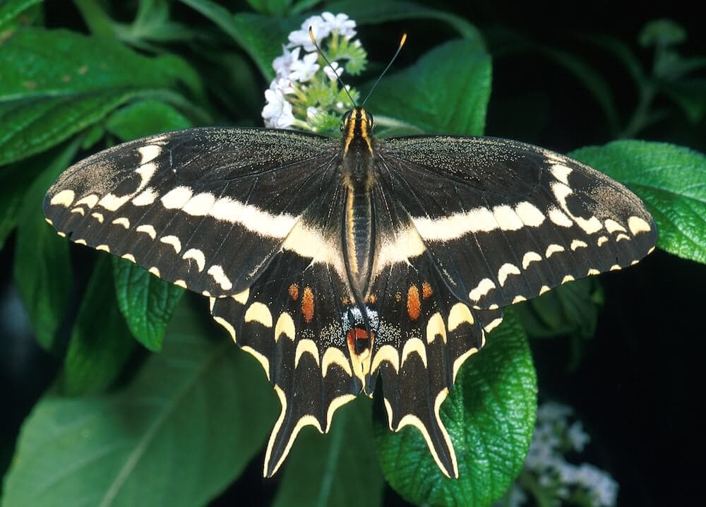 Schaus swallowtail butterfly