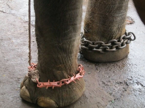 Sunder elephant chained