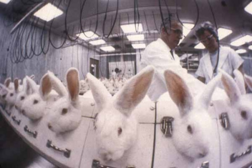 animal testing bunnies