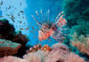 Caribbean coral reef