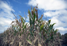 Ethanol corn