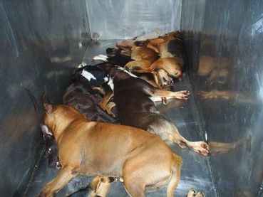 gas animal chambers euthanasia animals shelters use shelter heart humane states end gassing chamber kill them society please dogs sticks