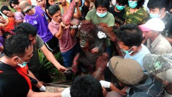 palm oil orangutans burn