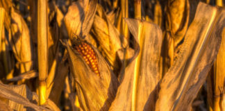 Corn drought