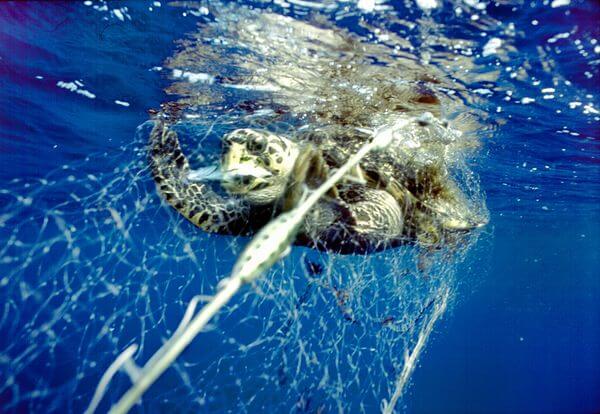 Turtle Nets - Nets & More