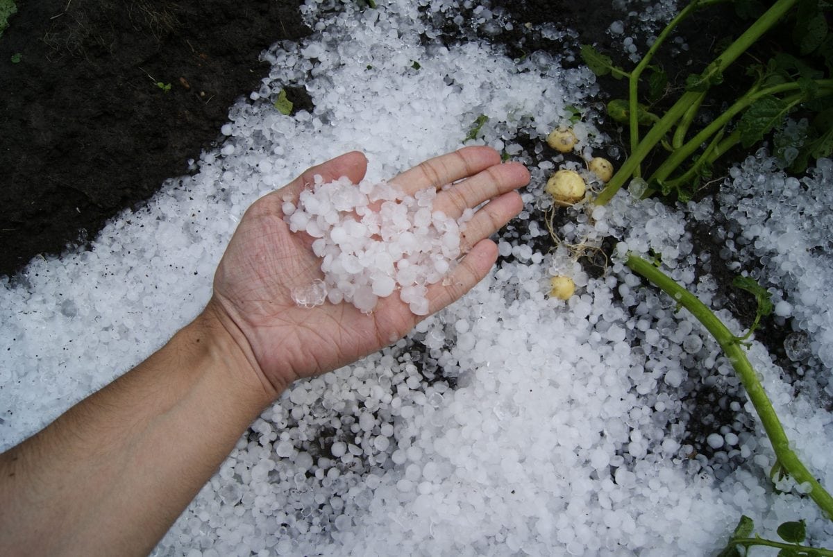 hail damage to plants