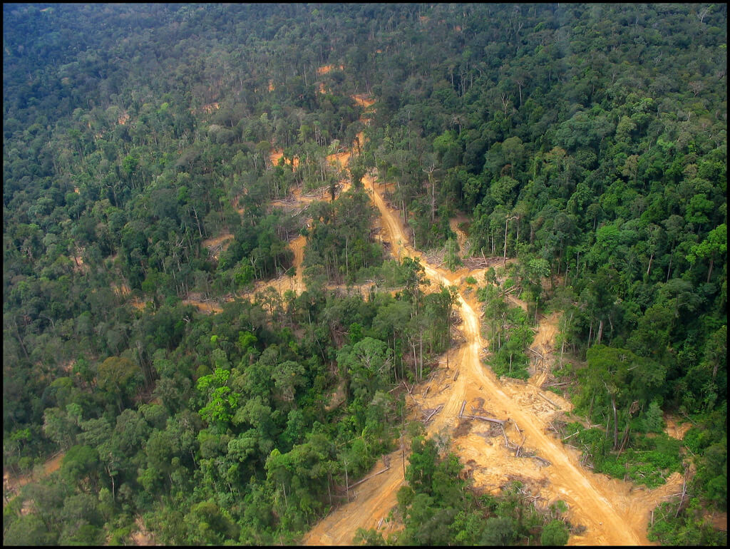 Indonesia rainforest