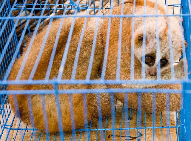 Slow loris - in illegal wildlife trade
