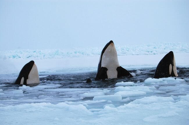 Trapped killer whales