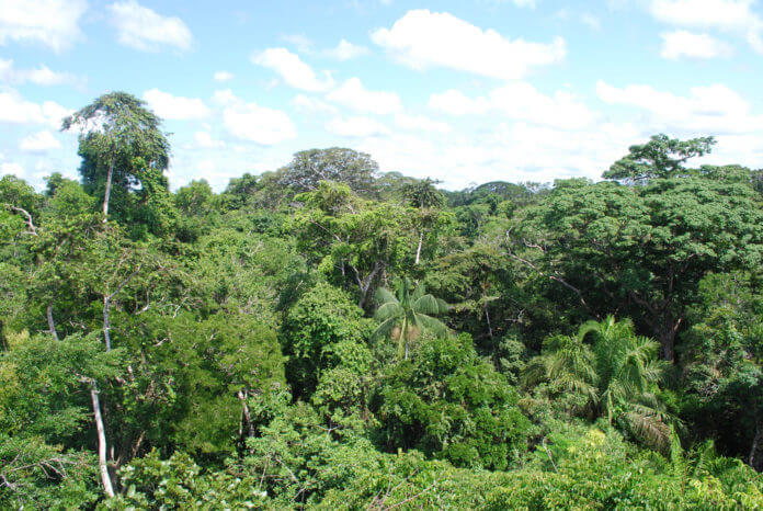 Peru rainforest