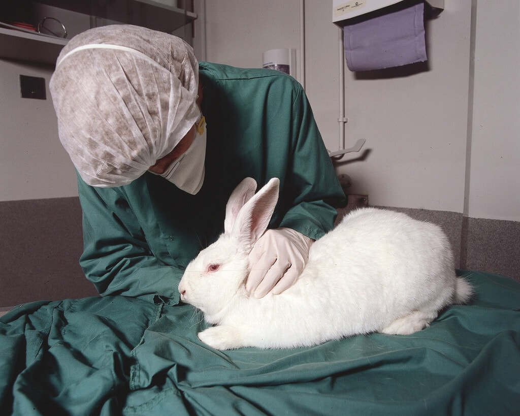 Animal testing on rabbit