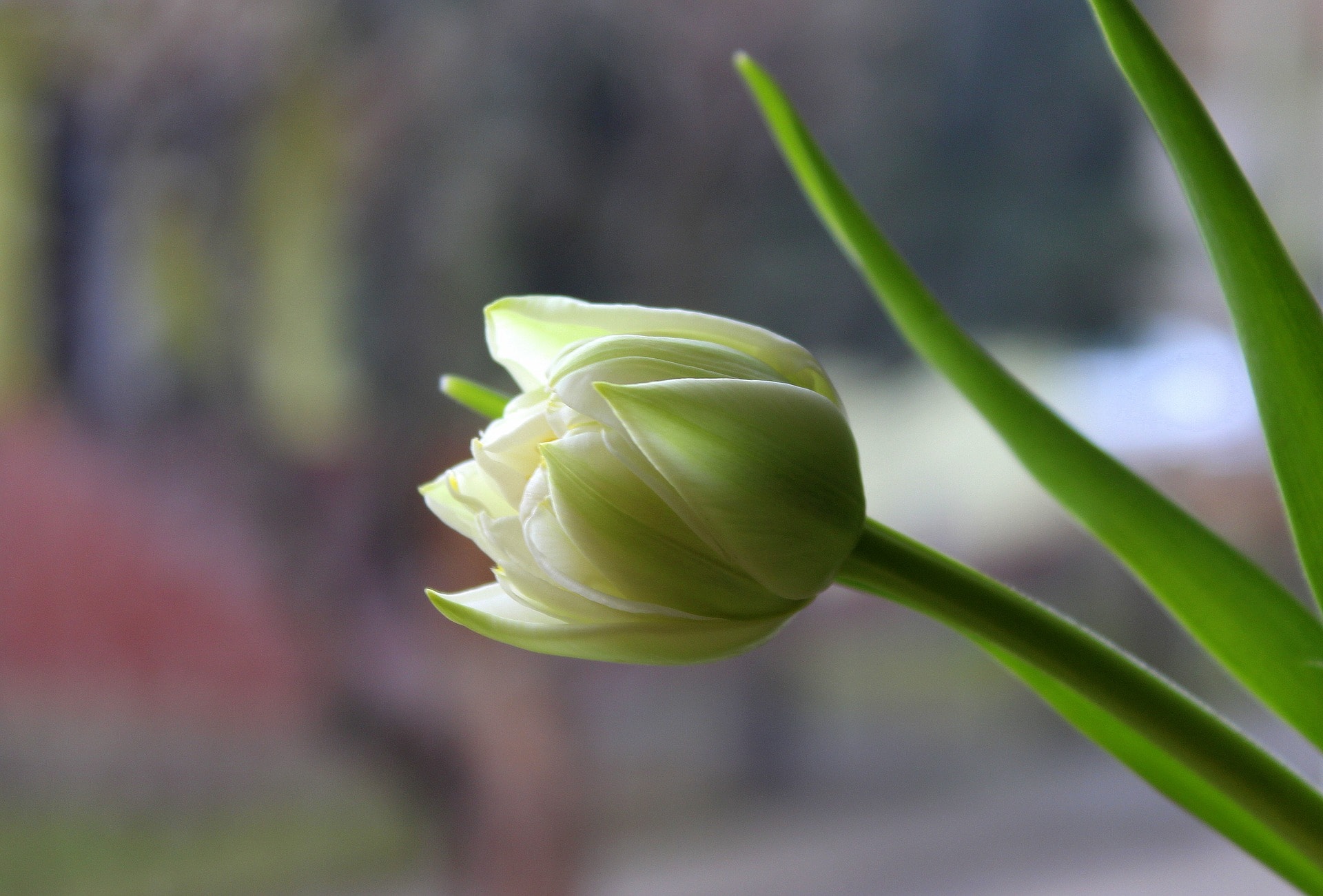 tulip in spring