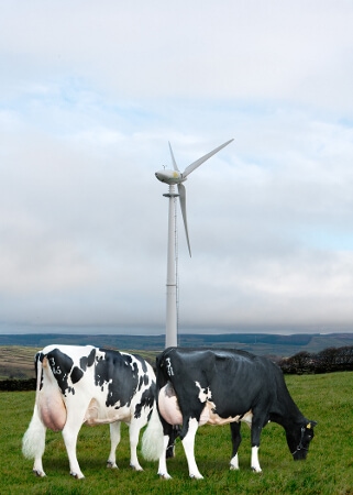 Dairy farm wind turbines