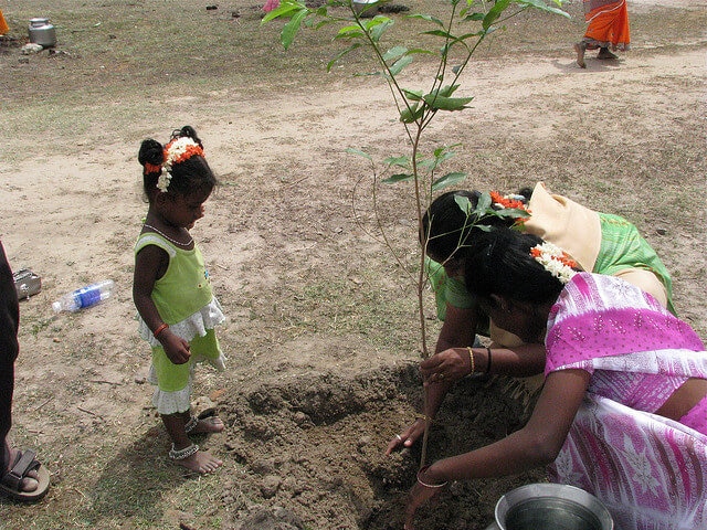 India tree planting