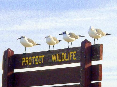 protect wildlife