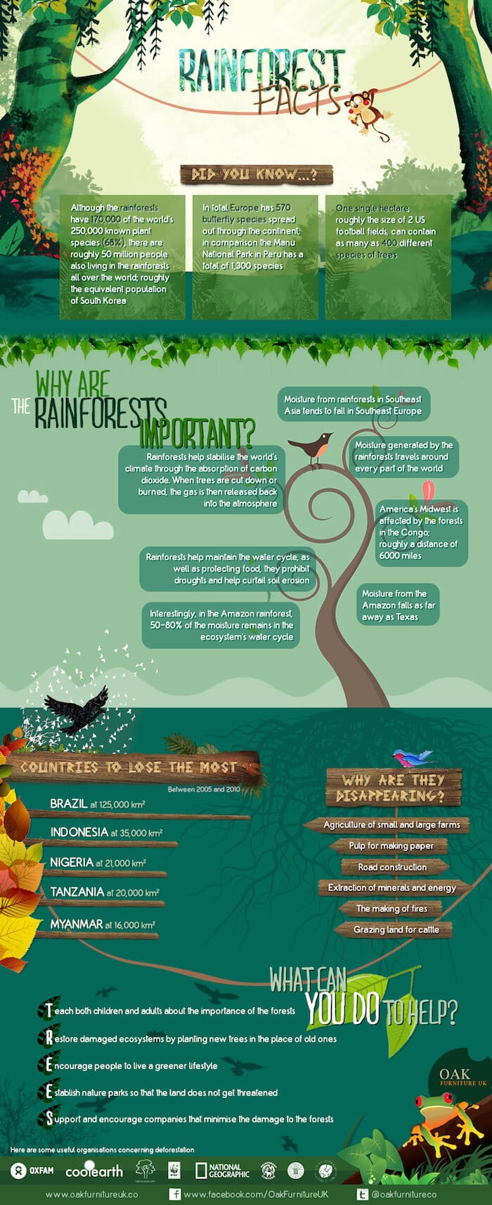 rainforest facts infographic