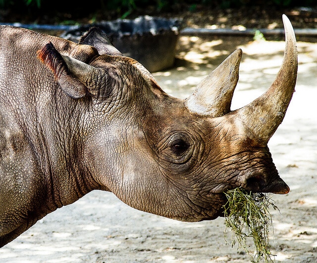 rhino horn
