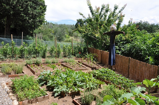 community vegetable garden