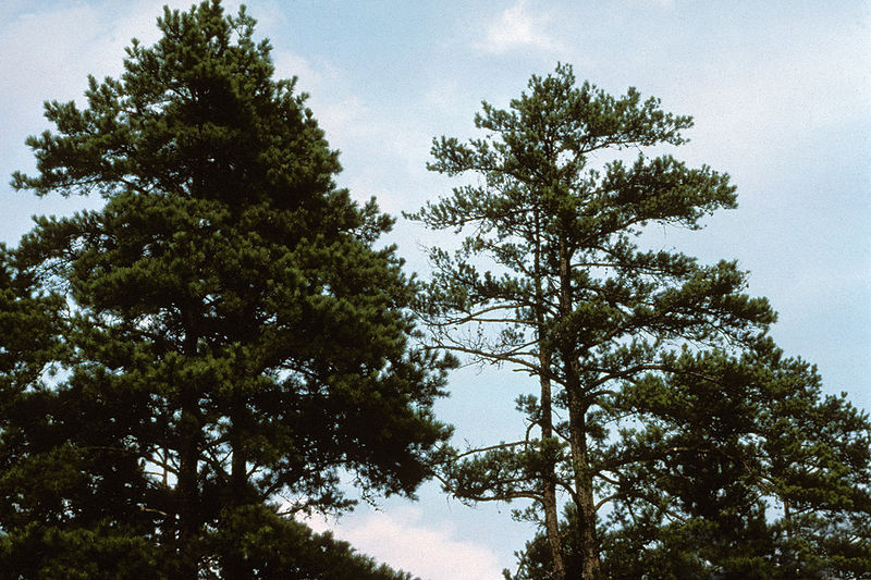 Pine tree infected with Phytophthora cinnamomi