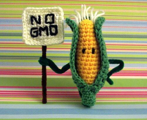 No GMO Corn