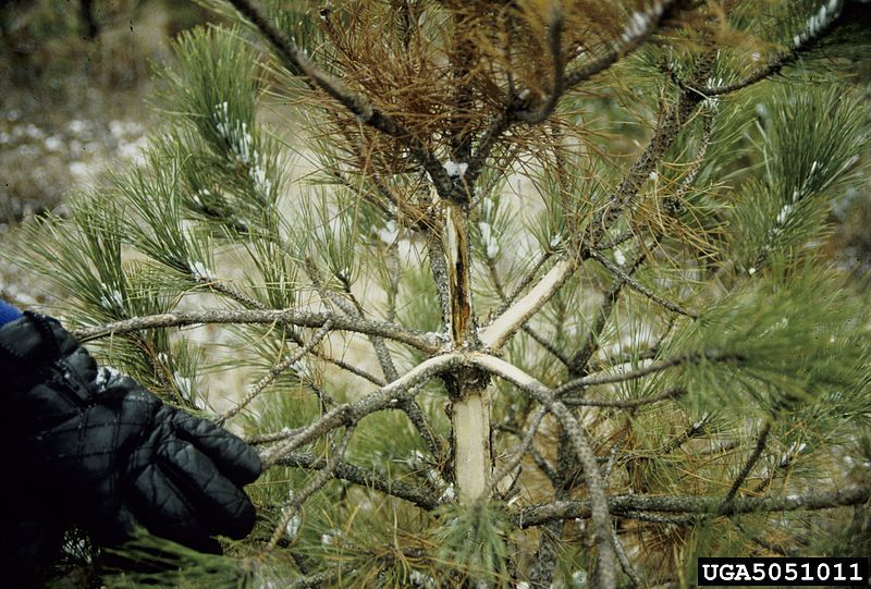 needle blight in fir