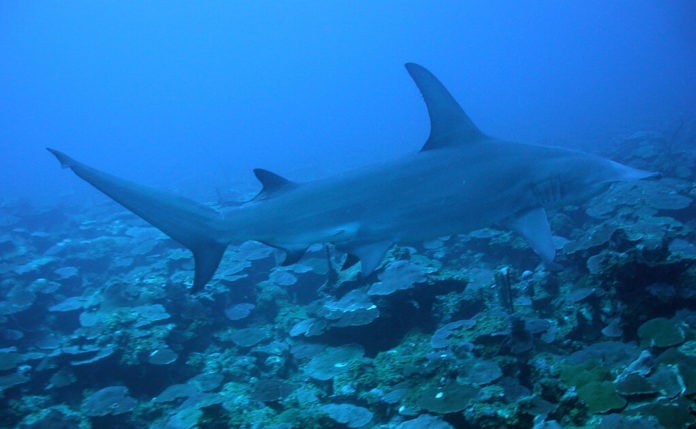 shark shark
