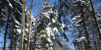 white spruce